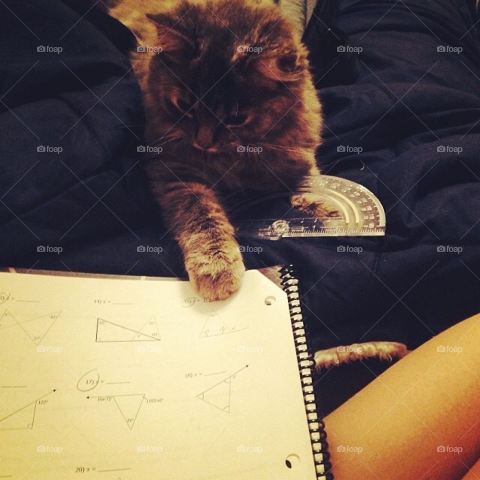 Cats & Math 