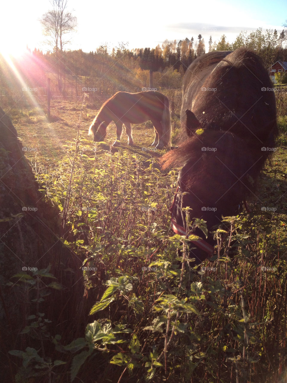 sweden horses morning sun by kaax0003