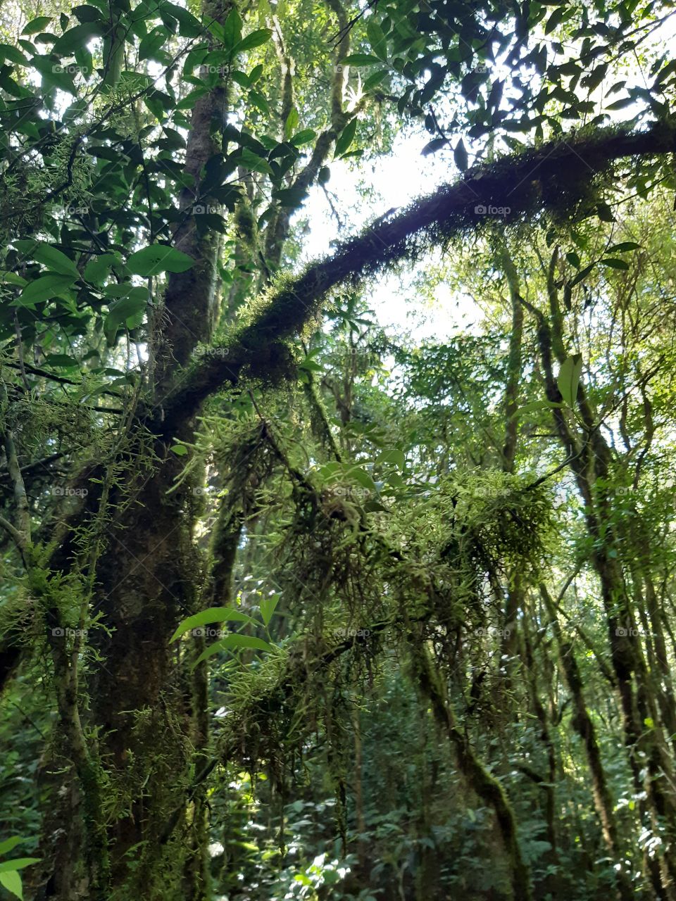 A natureza intocada,preservada,  encantada