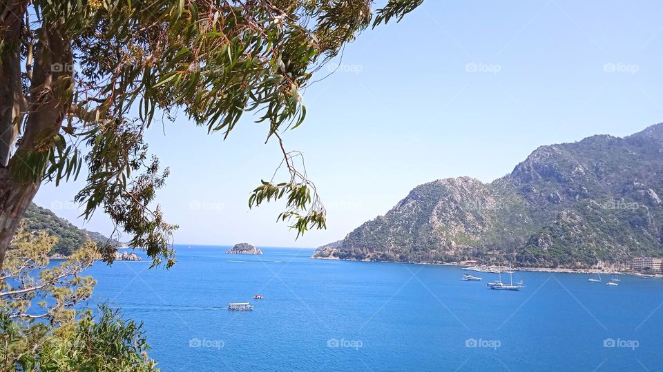 sea landscape with eucalyptus