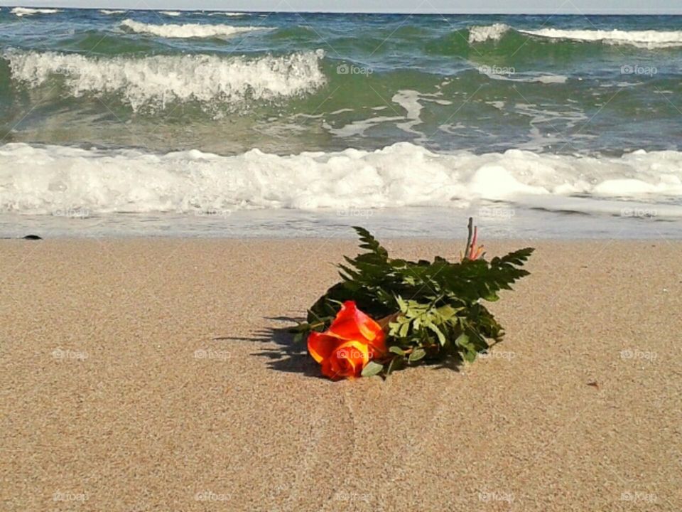 Sun beach Rose Red Green wave ocean