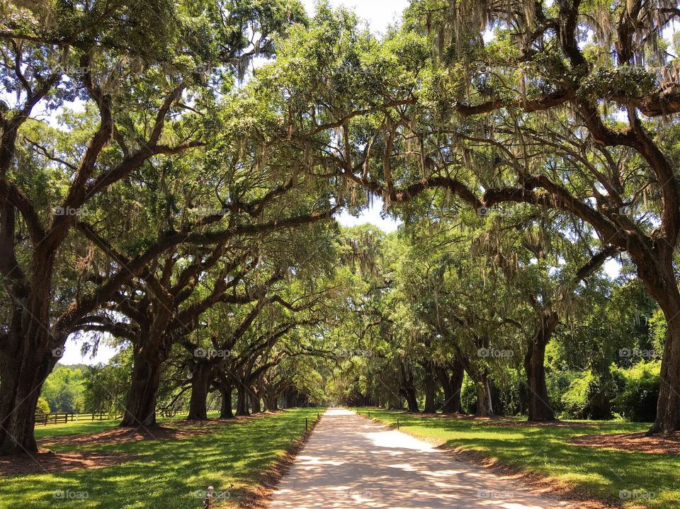 South Carolina, Boone Hall Plantation