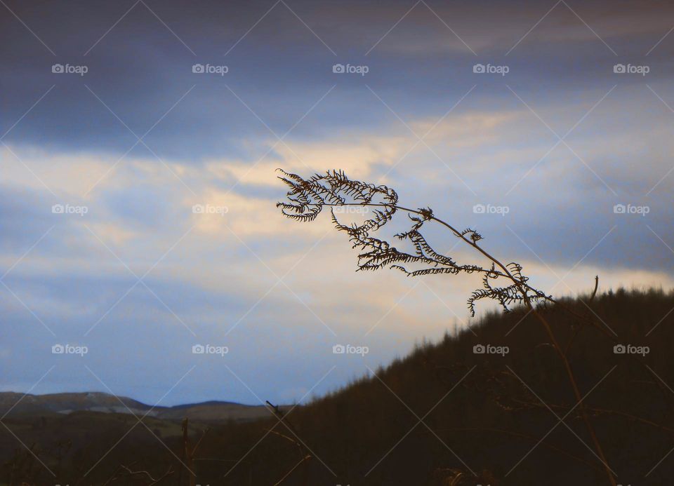 a strand of fern against an evening sky