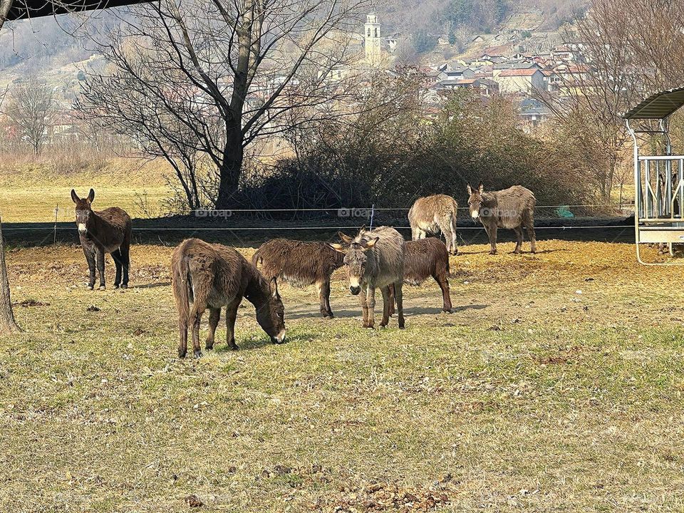 Human and nature.  Donkeys graze on the lawn.  In the background is the tower of the Catholic Church.  Faedo Valtellino.  Italy