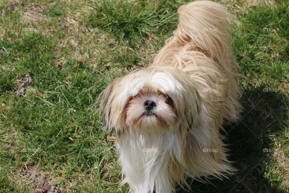 Shih tzu