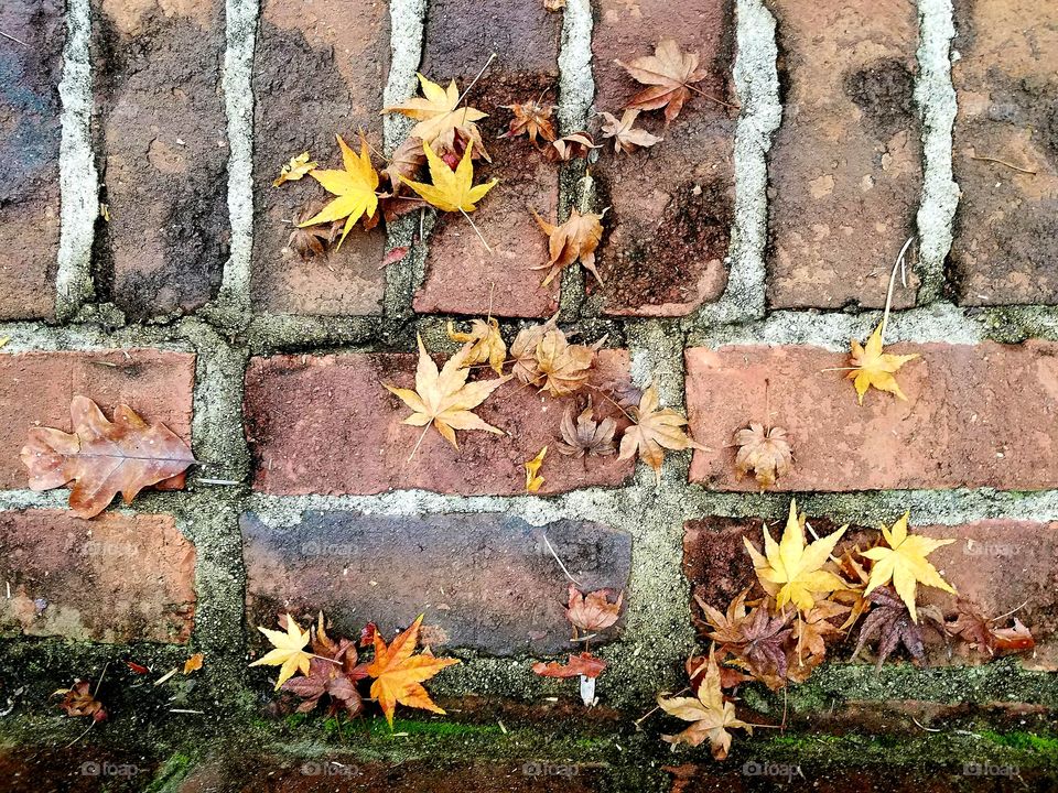 fall walkway.