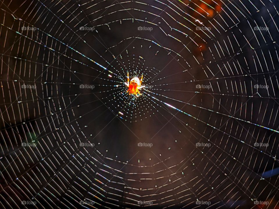 A geometrical pattern on a cobweb with the spider on it waiting for its meal under natural lighting.