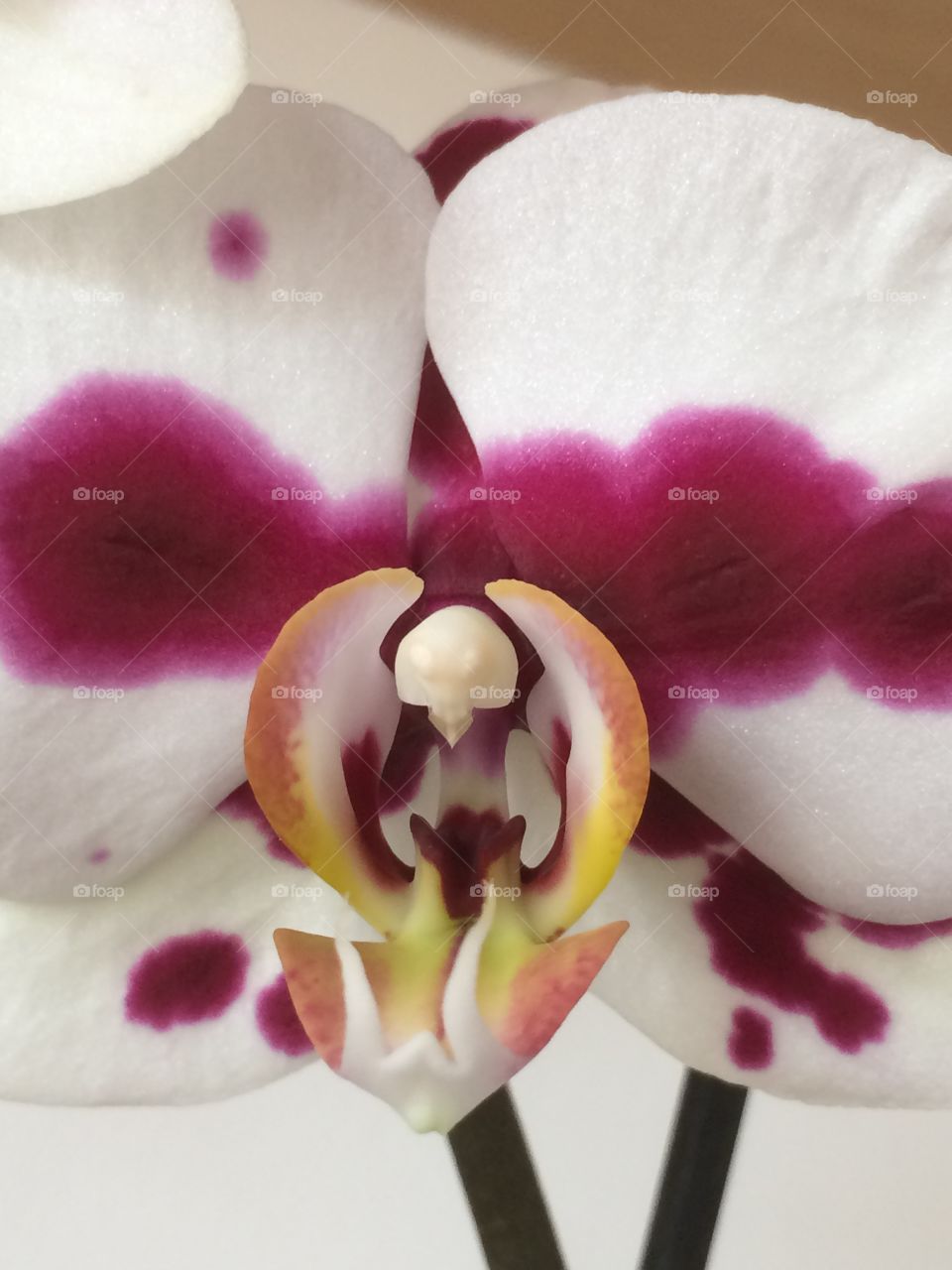 Orchidea 