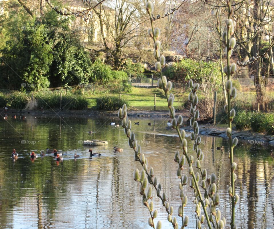 Pussy willow growing near pond at cologne zoo in germany