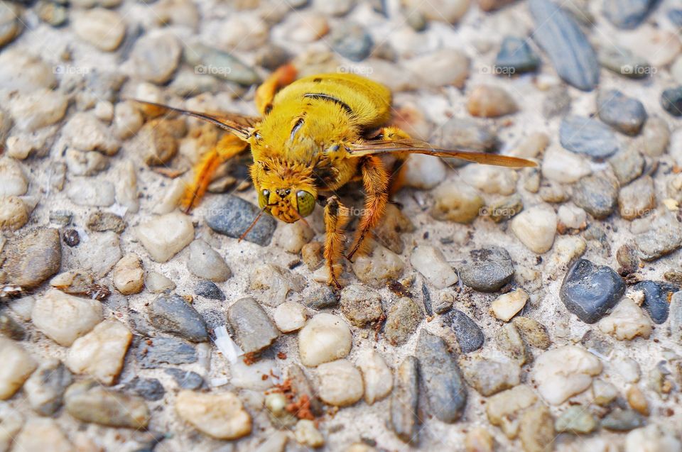 Close-up of yellow bee
