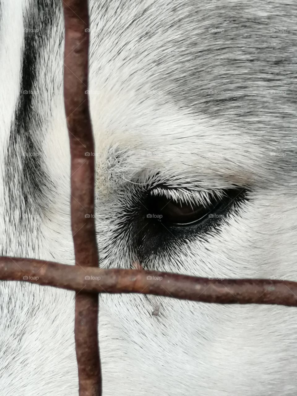 A sad look from the cage