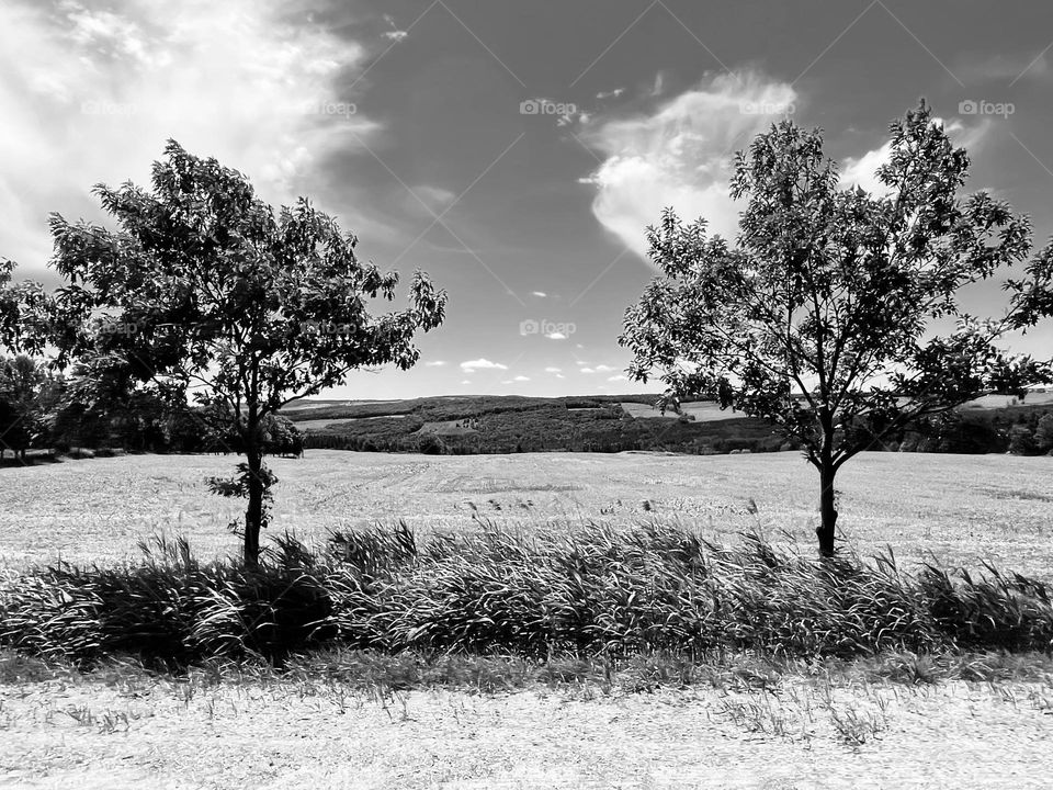 Trees on the side of the road...
