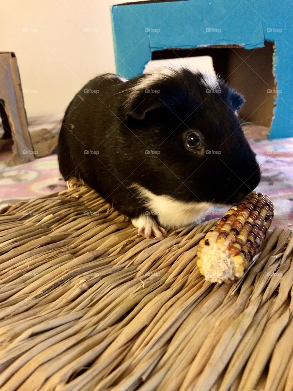 Timmy chewing on a small corn 🌽