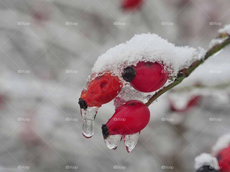 Frozen rose hips