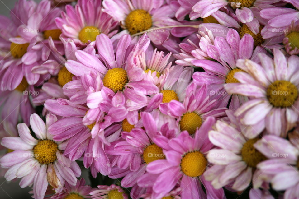 Pink flowers