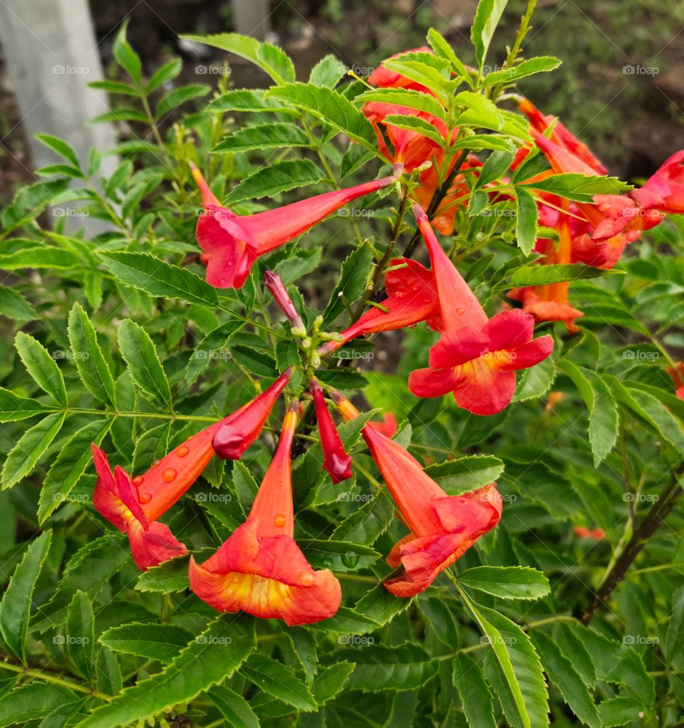 Tecoma capensis 
Awesome Flower🌺🌺🌺
Pink Grooming Flower
📷📷 📷📷