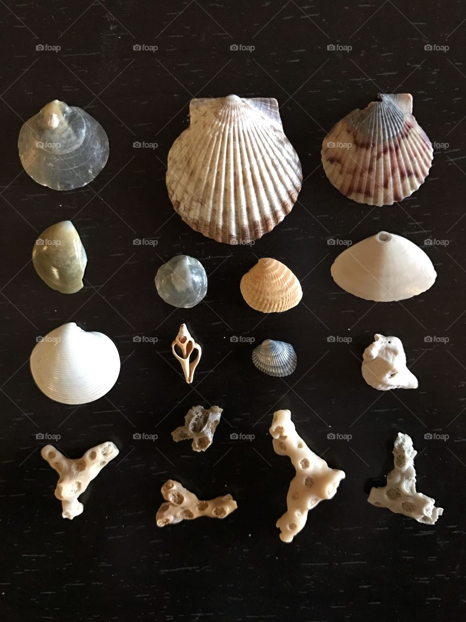 Shells 