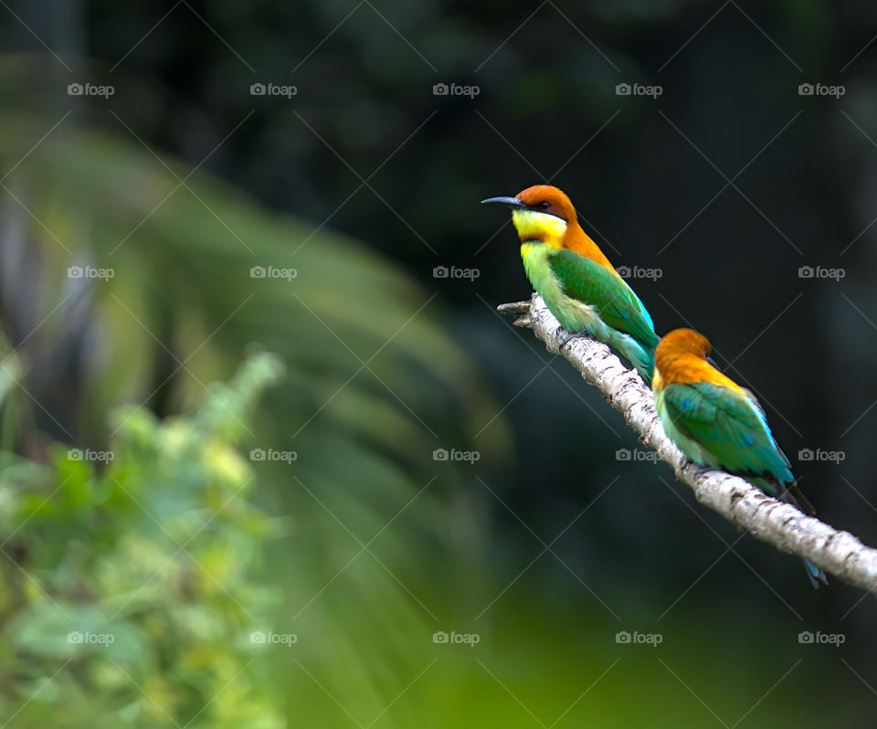 Two colorful flycatchers sitting on a tree branch