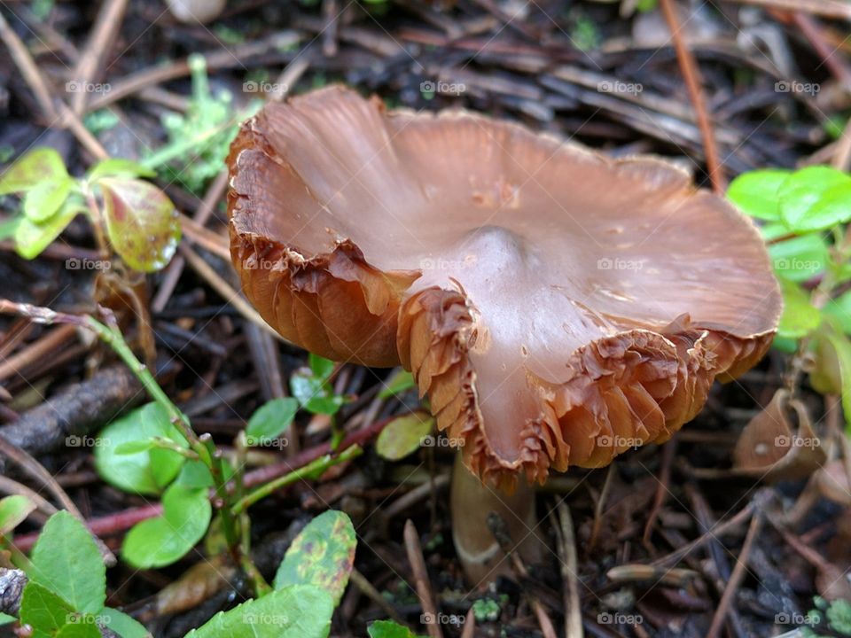 water logged mushroom