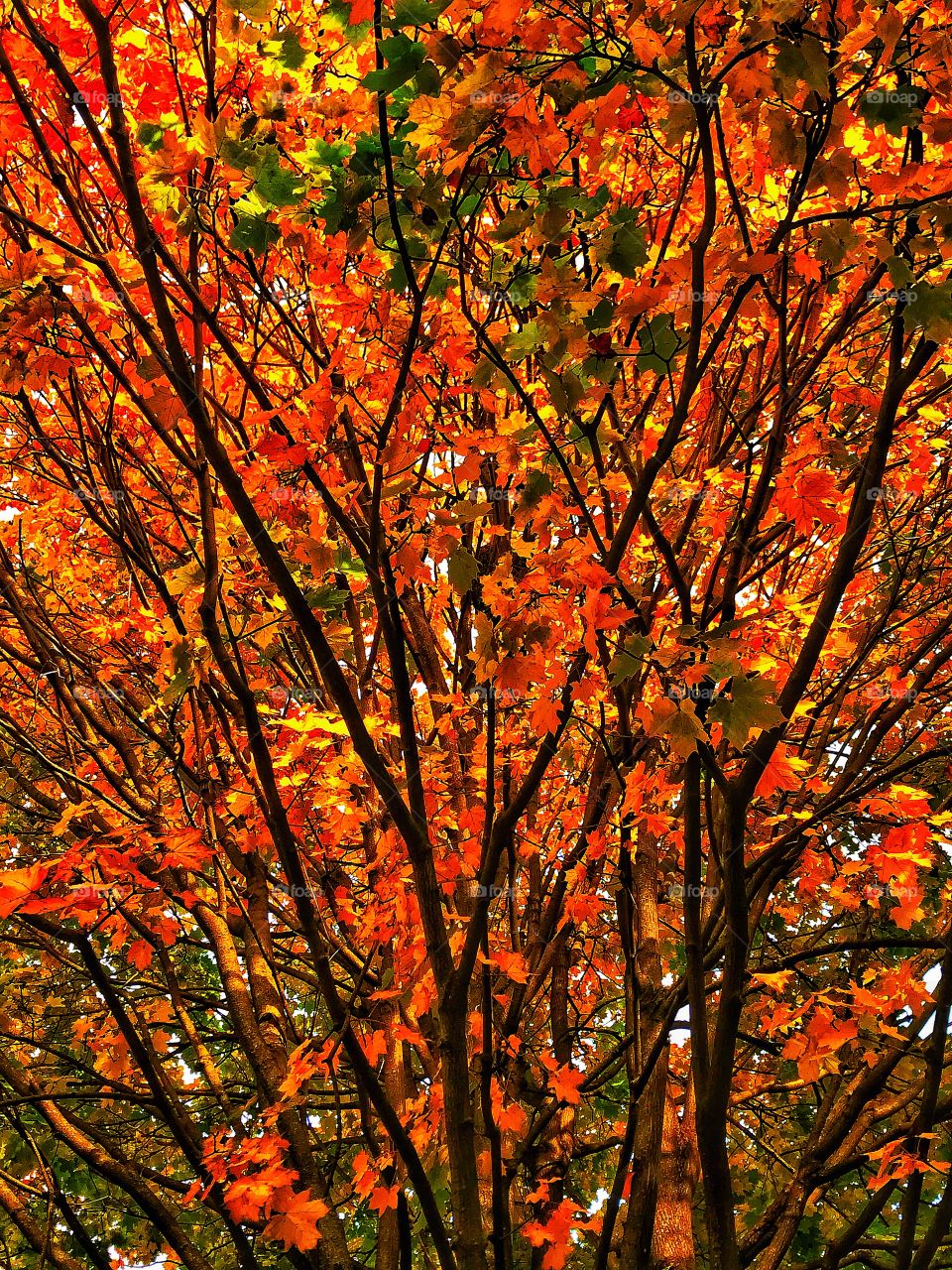 Tree changing its colors in the fall—taken in Dyer, Indiana 