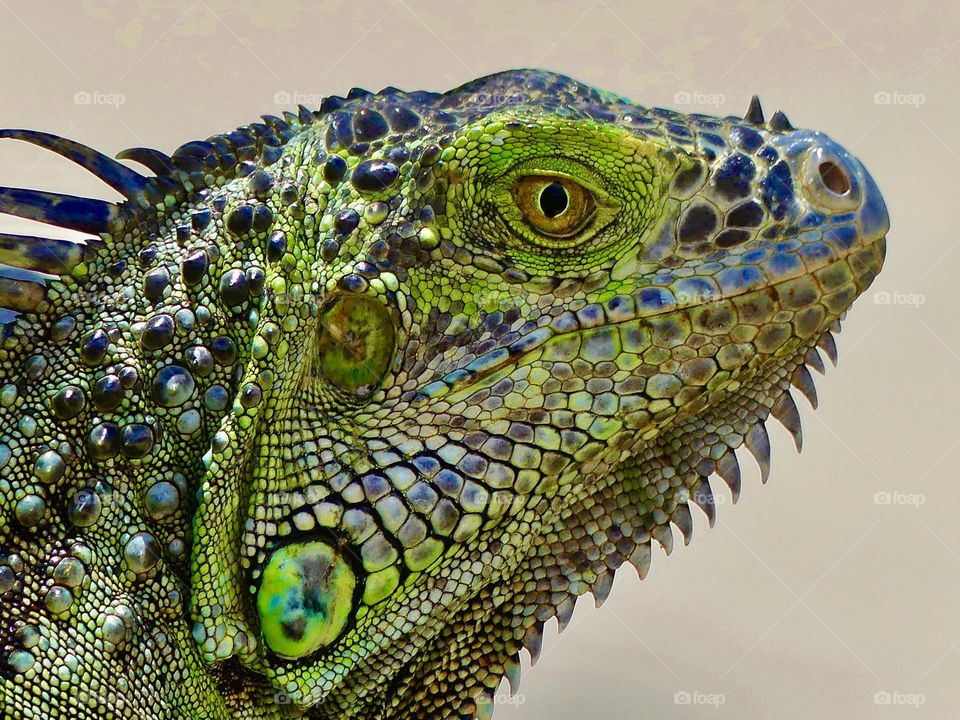 Iguana close up - Green is a vibrant and eye-catching shade. It is a color you may use to make someone feel relaxed and calm or expand their imagination