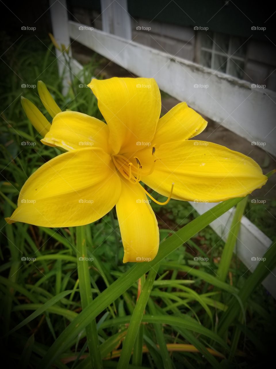 day lily