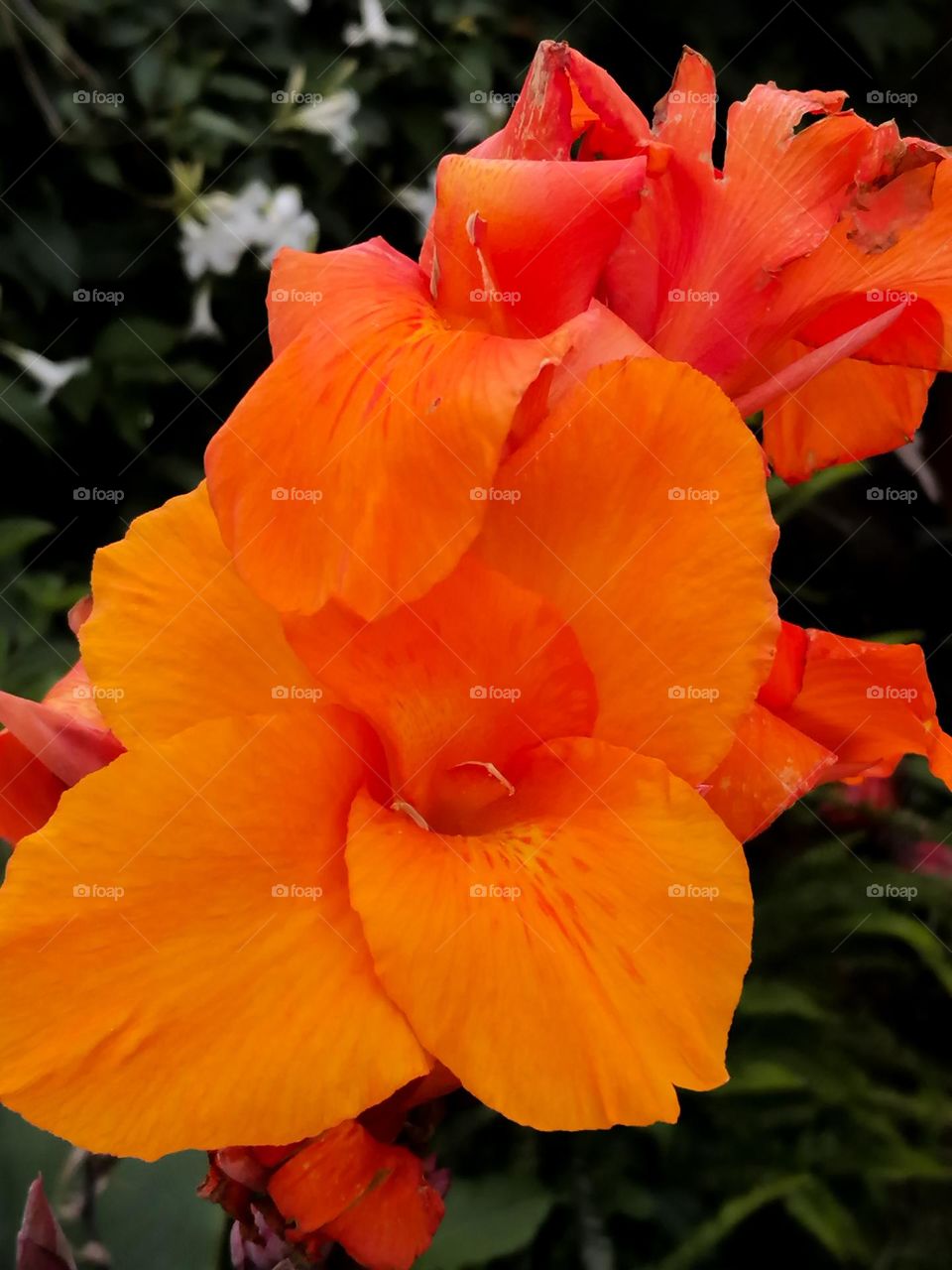 Canna Lilly flower