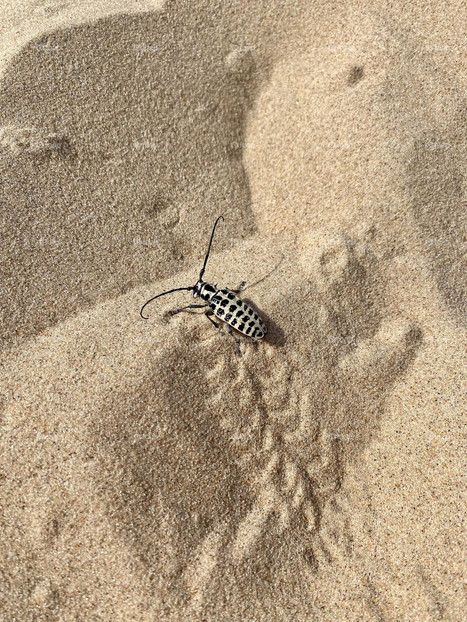 The insect in the image appears to be a type of longhorn beetle, characterized by its long antennae. The distinct black and white pattern on its body suggests it might be a Desert Longhorn Beetle (Derobrachus geminatus) or a closely related species. 