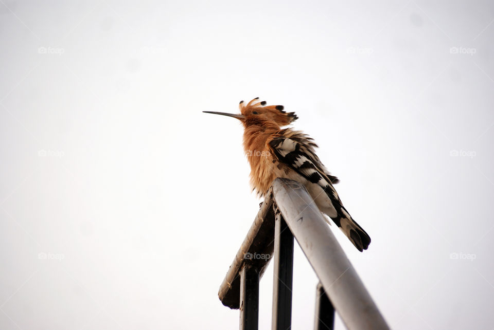 Woodpecker, mostly alone, wandering around and not a comman sight.