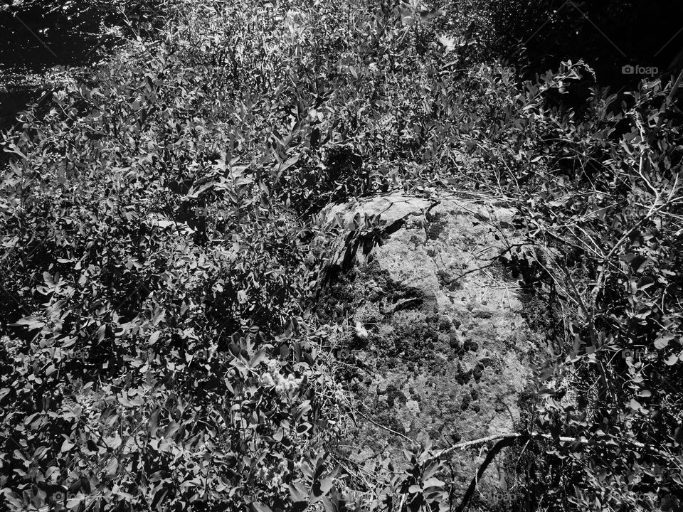 A large boulder sticks out of the bushes 