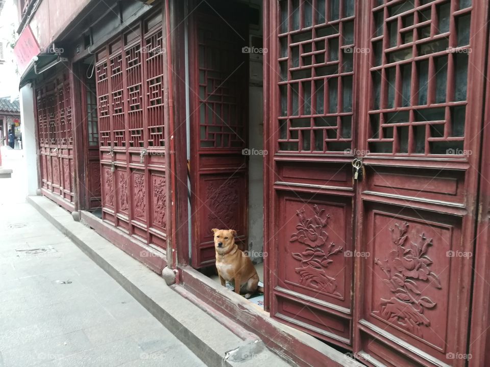 Chinese dog