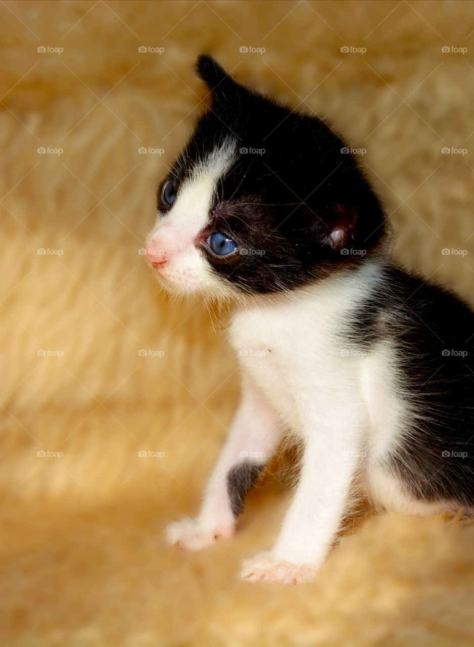 Kittens full of tenderness