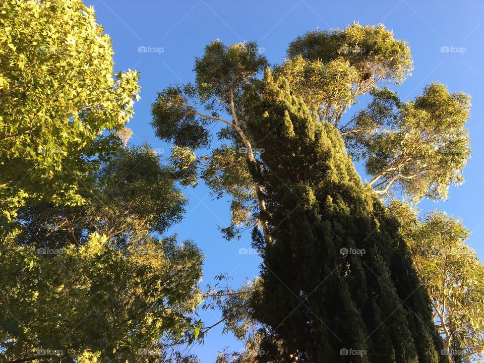 Different shapes of trees.