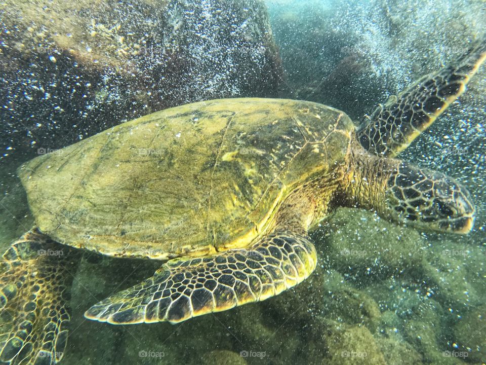 Sea Turtle