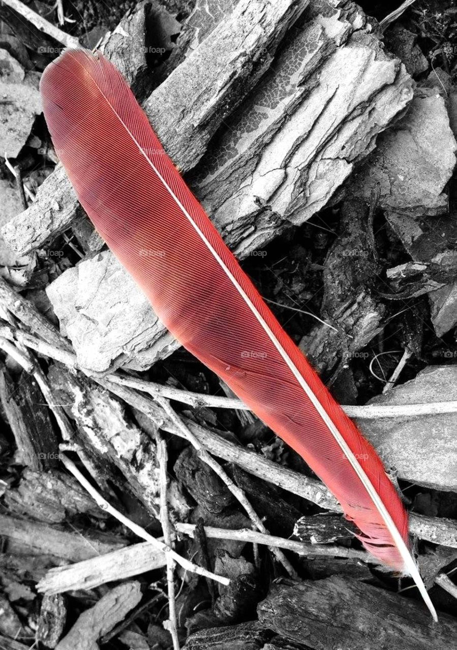 Cardinal feather. Cardinal feather on mulch