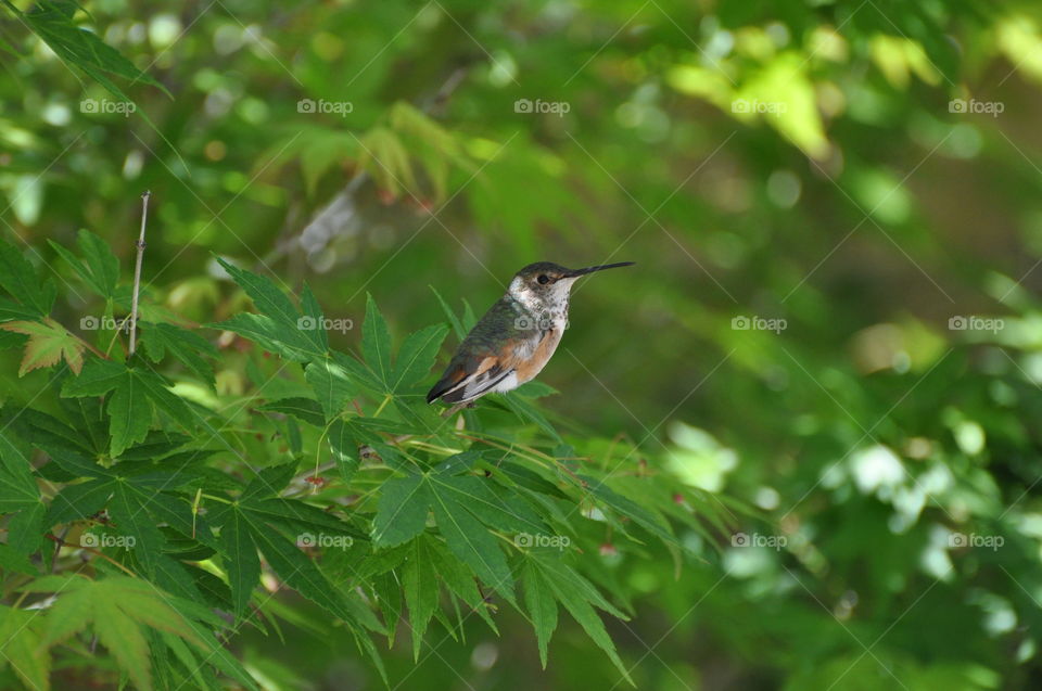 Hummingbird on the tree