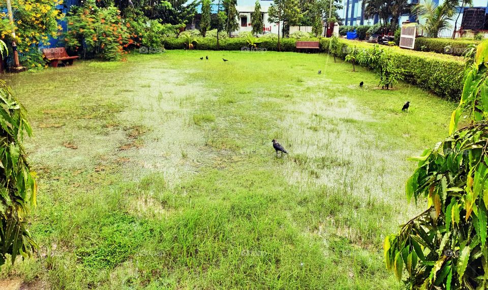 Amazing Nature
Rain Water
⛈️⛈️🌨️🌨️
Crows Taking Rain Bath