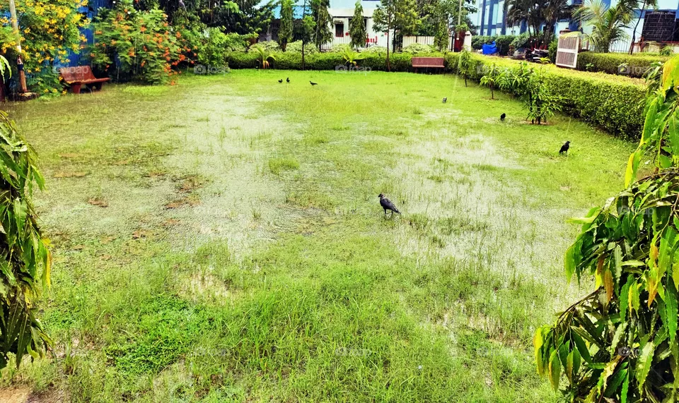 Amazing Nature
Rain Water
⛈️⛈️🌨️🌨️
Crows Taking Rain Bath