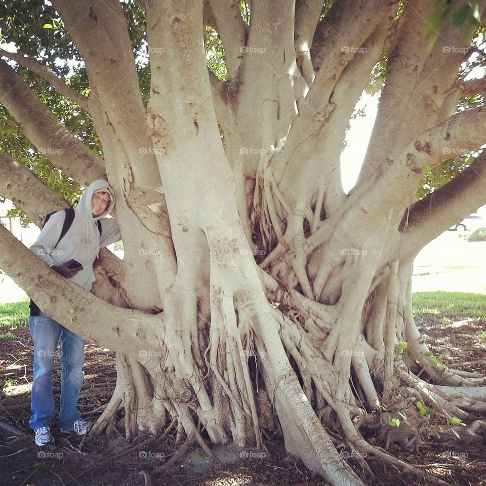 Banyan tree