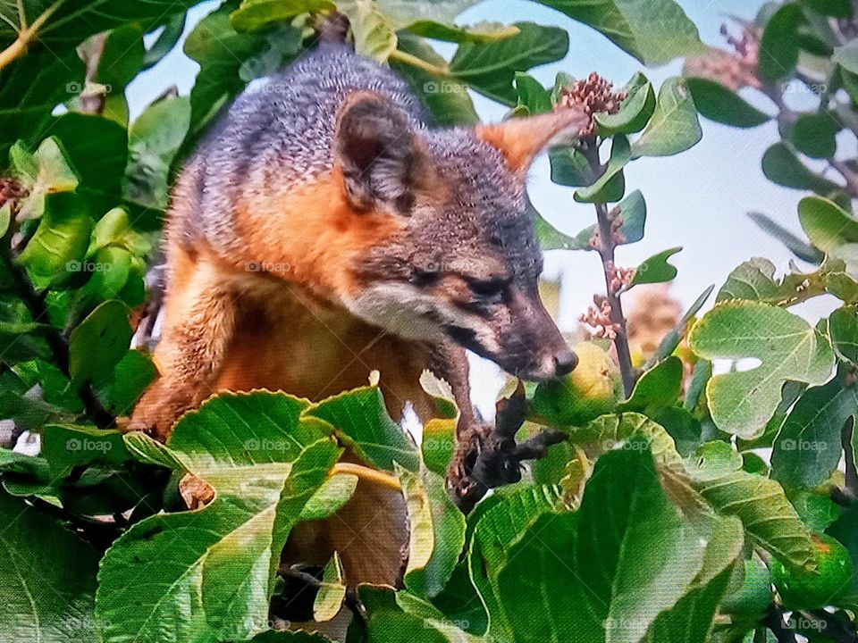 fox on tree