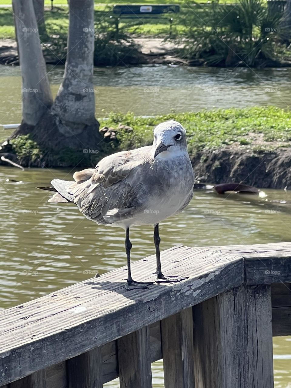 Bird on pier
