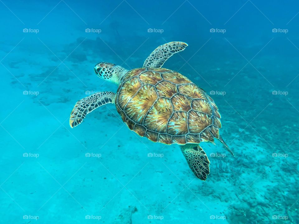 Sea turtle 