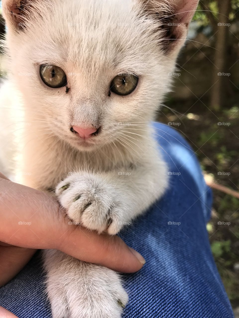White kitten holdin human for a finger with it paw, close up of kitten. Kutten chowing love.