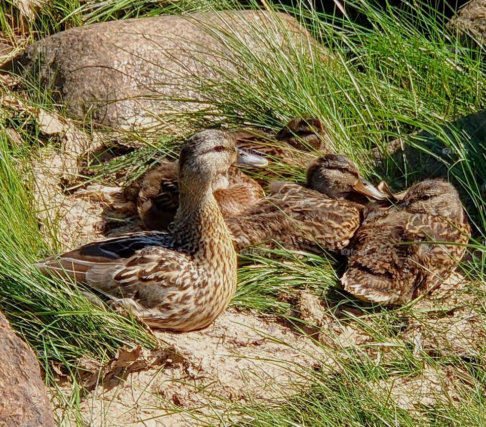 Birds 🦆🦆🦆🦆