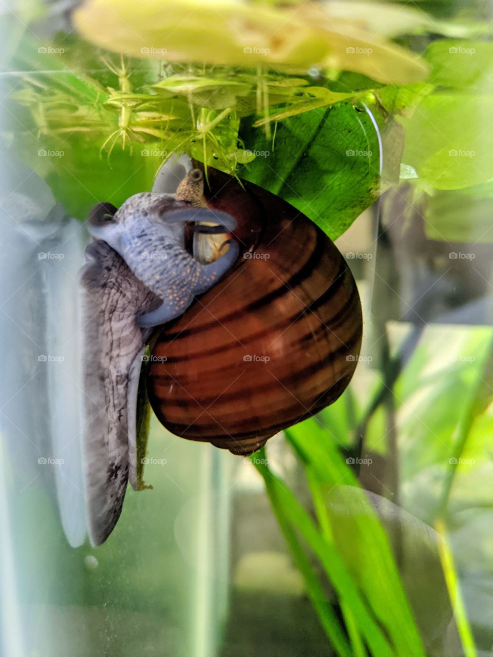 Black/Wild Mystery Snail