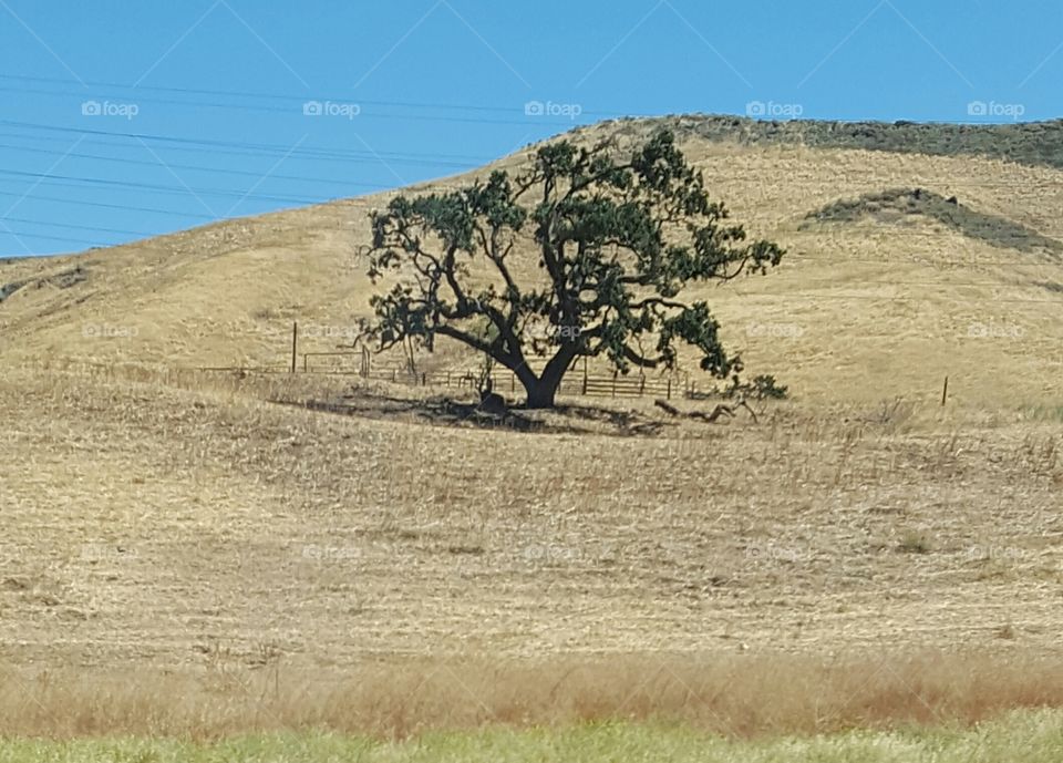 one lone tree on highway 101 on hot summer day