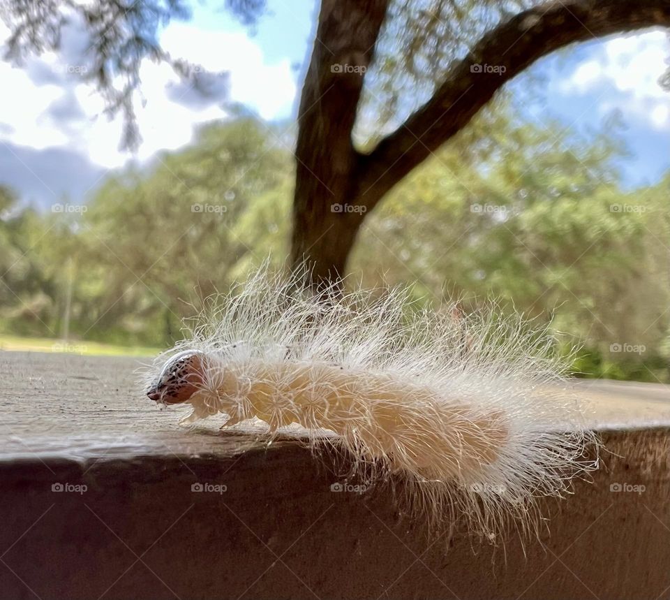 Closeup of a white furry caterpillar that will turn into a moth. 