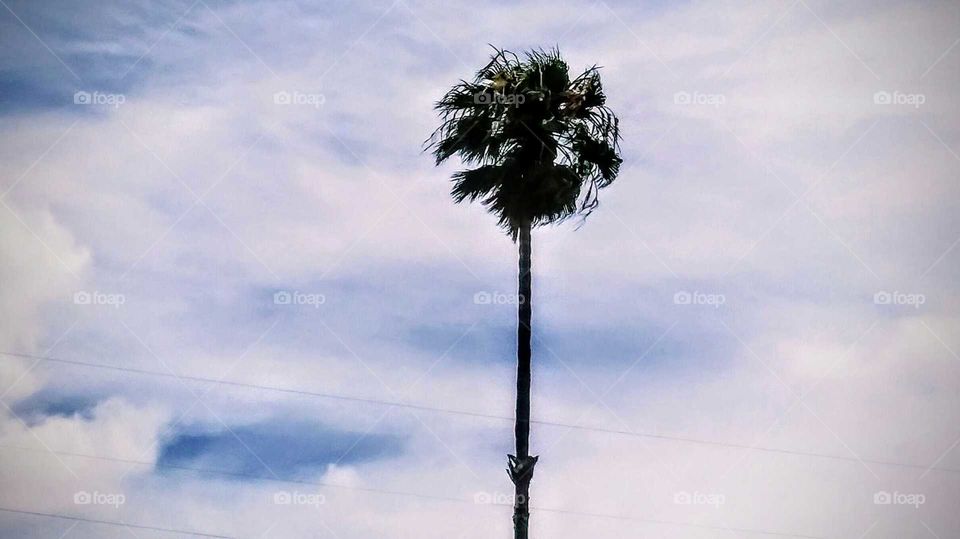 Palm Tree on a Cloudy Day