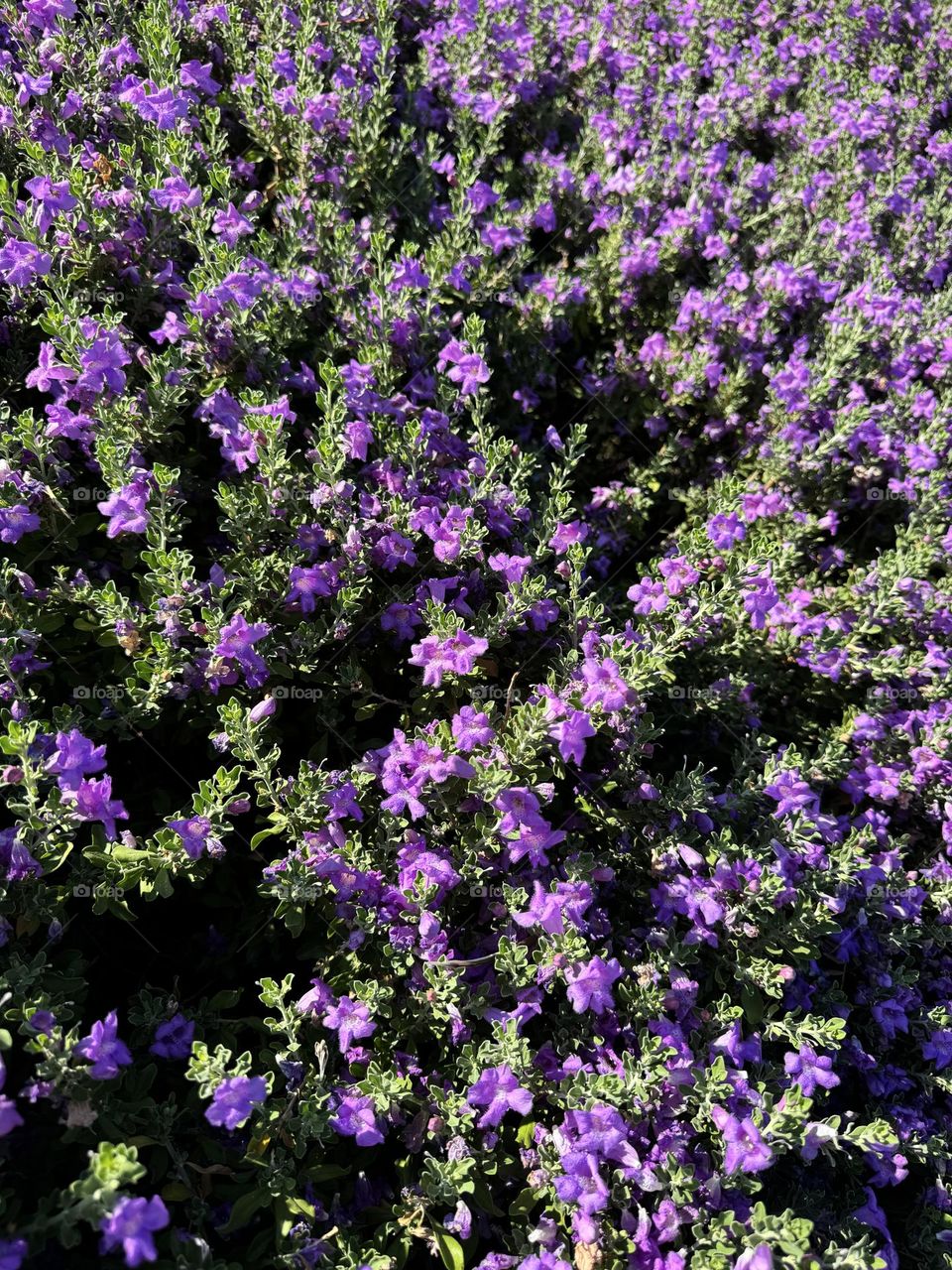 Fields of purple lavender flowers shot close up. Background