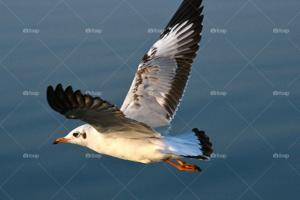 seagull